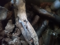 Skup Złomu Grubego Nowe Grocholice